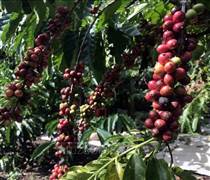 Bản tin nông sản hôm nay (23-11): Giá cà phê giảm sâu