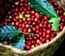 Giá cà phê hôm nay 24/11: Giá cà phê trong nước trung bình ở mức 112.400 đồng/kg