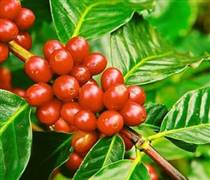 Giá cà phê hôm nay 25/11: Giá cà phê trong nước trung bình ở mức 111.900 đồng/kg