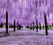 HID: Báo lãi gấp 15 lần cùng kỳ, cổ phiếu tăng 9 phiên trần, giá lên 150% sau 2 tháng