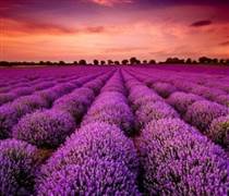 GTD: Cổ phiếu doanh nghiệp gần 70 năm tuổi bất ngờ "tím lịm" 7 phiên liên tiếp, điều gì đang diễn ra?