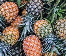 Sau chuối, tỉ phú Trần Bá Dương hướng tới trồng thơm giá 3,2 triệu/trái