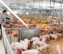 HPA IPO nâng tầm cổ phiếu nông nghiệp