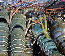 Xuất khẩu tôm hùm Việt Nam đạt kỷ lục 712 triệu USD