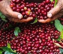 Bản tin nông sản hôm nay (30-11): Giá cà phê tăng nhẹ