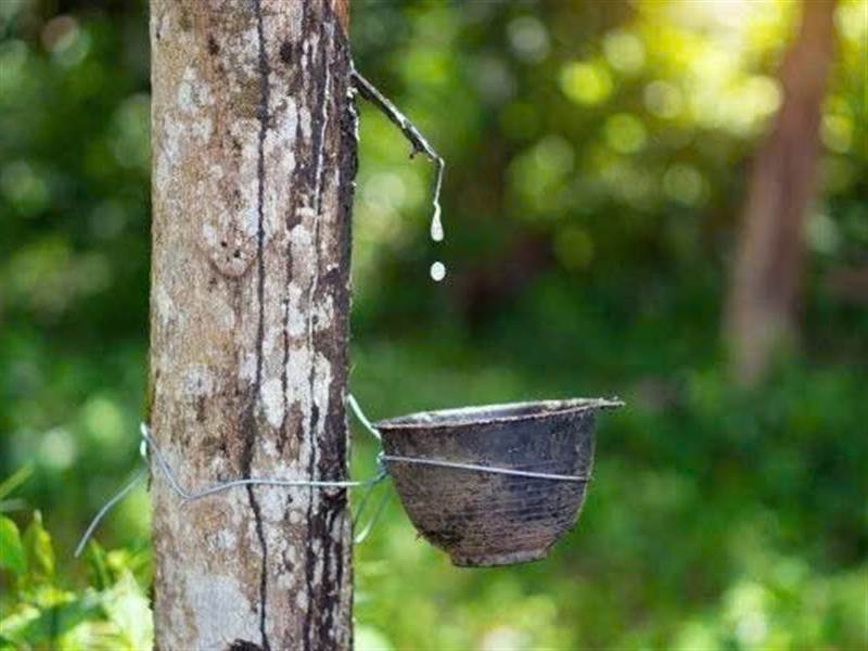 Giá cao su Nhật Bản tăng 1,75%, nối dài chuỗi tăng 4 tuần