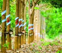 Nguồn cung cao su khan hiếm, cổ phiếu doanh nghiệp đầu ngành này được dự báo vào chu kì bứt tốc