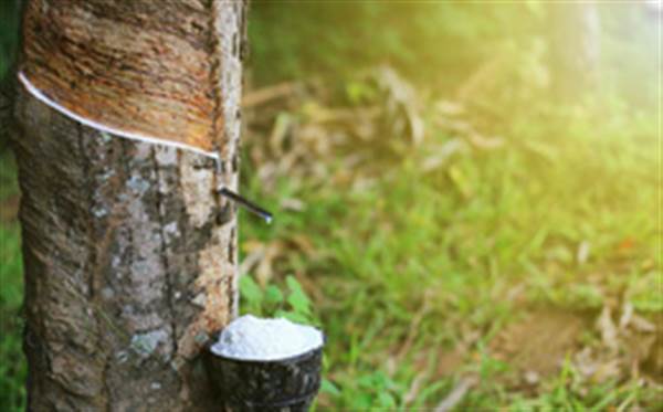 Giá cao su hôm nay 26/7: Tăng nhẹ trước tin cầu vượt cung 80