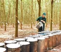 Doanh nghiệp ngành “vàng trắng” - cao su có triển vọng lạc quan 2026