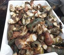 Tôm hùm chết hàng loạt trong mưa lũ, người nuôi “ôm đầu”!