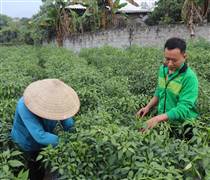 Loại quả tăng giá kỷ lục, nông dân Tuyên Quang thu gần tỷ đồng/vụ