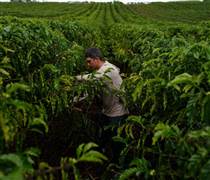 Cà phê robusta trỗi dậy: Một quốc gia BRICS đặt mục tiêu tăng sản lượng gấp 150 lần, Việt Nam đang dẫn đầu thế giới