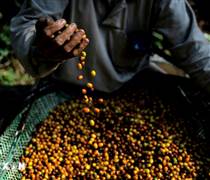 Brazil chuyển hướng sang trồng cà phê Robusta khi khí hậu khắc nghiệt