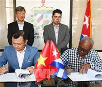 Doanh nghiệp Việt Nam đầu tư trồng điều ở Cuba