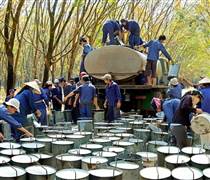 GVR: Cổ phiếu GVR duy trì đà tăng từ mảng nào trong năm 2026?