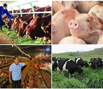 Các 'đại gia' chăn nuôi nội địa lời lỗ ra sao trong thị trường tỷ USD?