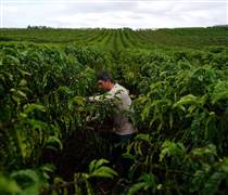 Robusta đang trên đường trở thành cà phê đặc sản