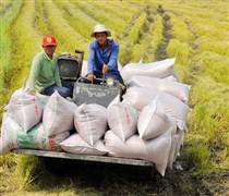 Philippines 'phanh gấp' nhập khẩu, gạo Việt chuyển hướng không ngờ