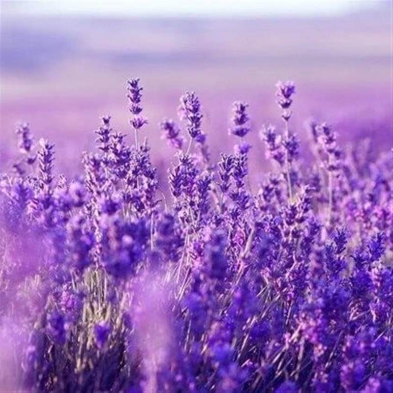 TTF: "Vua gỗ" một thời bất ngờ hồi sinh giữa lúc VN-Index điều chỉnh mạnh