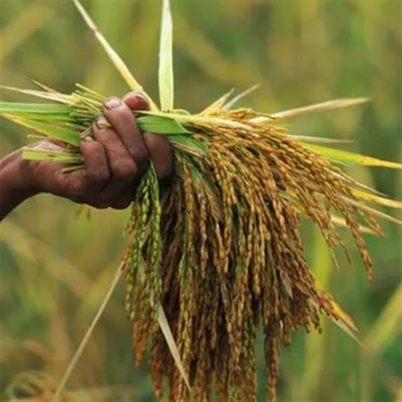 Ông Trump vừa cảnh báo tăng thuế với trùm xuất khẩu gạo của châu Á: Đang bị áp thuế 53%, là nhà cung cấp lớn thứ 2 cho Mỹ