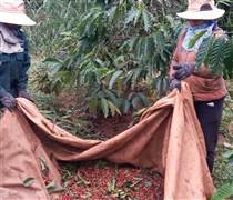 Giá cà phê bất ngờ tăng nhưng nông dân vẫn lo, vì sao?