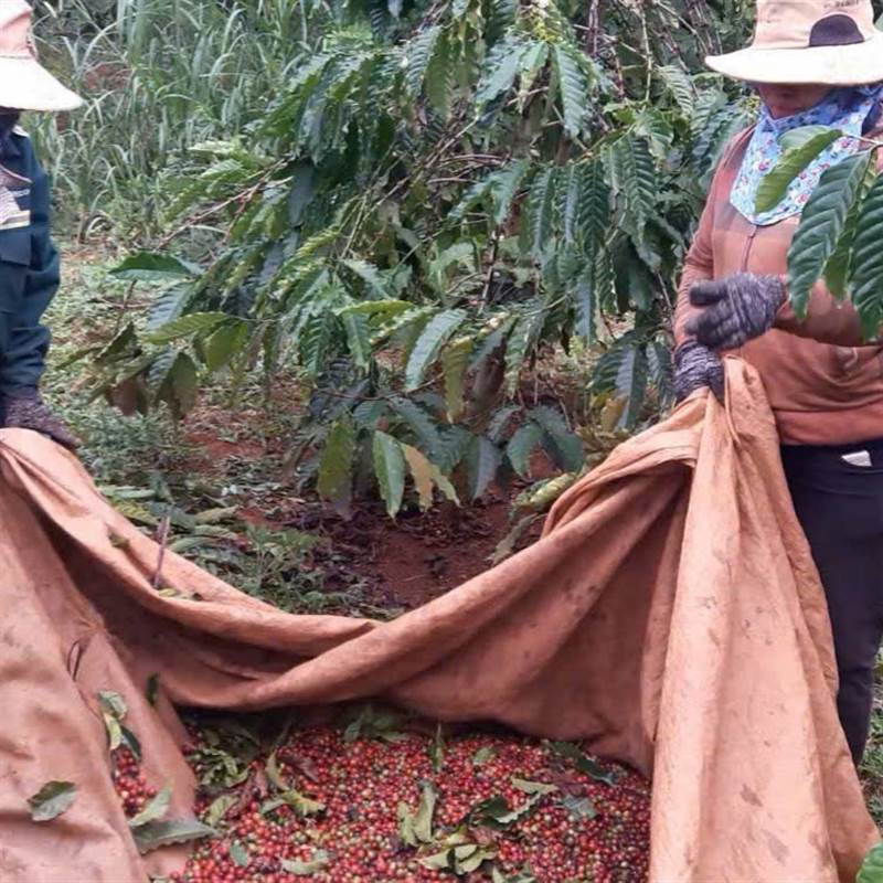 Giá cà phê bất ngờ tăng nhưng nông dân vẫn lo, vì sao?