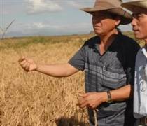 Sau Việt Nam, thêm một quốc gia muốn sản xuất gạo tại Cuba: Đặt mục tiêu canh tác 10.000 ha, cung cấp toàn bộ vật tư đầu vào, kỹ thuật