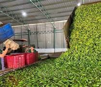 'Trái cây hạnh phúc' của Việt Nam khiến Nhật Bản, Trung Quốc tranh phần nhập khẩu, một loạt đại gia chạy đua mở rộng diện tích