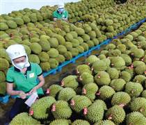 Xoay trục thích ứng, xuất khẩu rau quả bứt phá
