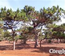 Gia Lai: Chấp thuận chủ trương đầu tư sân golf Đak Đoa hơn 1.150 tỷ đồng