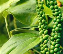 Bản tin nông sản hôm nay (16-12): Giá hồ tiêu giảm nhẹ