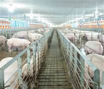 Giá heo bật tăng 36% lên 65.000 đồng/kg do cung suy giảm, “đại gia” chăn nuôi công nghệ cao hưởng lợi