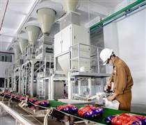 DGC: Không chỉ DGC, 2 cổ phiếu ‘nhà’ Hóa chất Đức Giang khác cũng giảm sâu