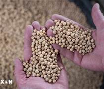 Trung Quốc bán ra lượng lớn đậu tương từ kho dự trữ quốc gia