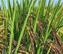 Sau Cuba, Việt Nam tiếp tục đem nhiều loại gạo gây sốt sang trồng tại Nam Mỹ, vừa chuyển giao cả giống lúa lẫn kỹ thuật canh tác