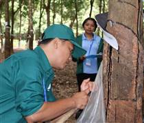 PHR: Cao su Phước Hòa Kampong Thom hoàn thành kế hoạch sản lượng năm 2025 trước 13 ngày
