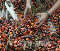 Mỹ đồng ý miễn thuế dầu cọ, cà phê với Indonesia