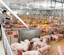 Giá heo hơi bật tăng, cổ phiếu chăn nuôi hưởng lợi đến đâu?