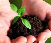 CTCK điểm tên doanh nghiệp phân bón tiềm năng 2026, kỳ vọng tăng trưởng 2 chữ số