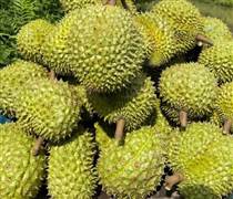 Mua sầu riêng từ chủ vườn, khi vận chuyển, cắt cuống… số lượng cân bị hao hụt, làm sao để tính vào chi phí được trừ: Cục Thuế trả lời