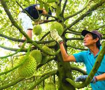 Dự báo xuất khẩu rau quả cán mốc 10 tỉ USD năm 2026