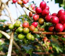 Bản tin nông sản hôm nay (1-1-2026): Giá cà phê tăng nhẹ