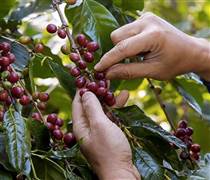 Cà phê bật tăng 1.300 đồng/kg trong ngày đầu tiên của kỳ nghỉ lễ