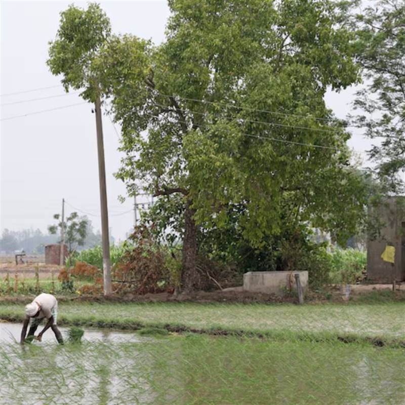 Vượt Trung Quốc trở thành quốc gia sản xuất gạo lớn nhất thế giới nhưng Ấn Độ lại nhận tin không vui