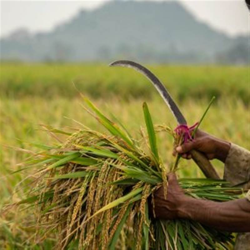 Không phải Việt Nam hay Thái Lan, quốc gia nào đang tiêu thụ gạo nhiều nhất thế giới?