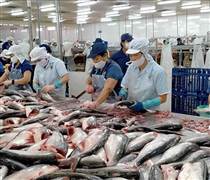 Cá tra Việt Nam duy trì triển vọng tích cực giữa nhiều sức ép cạnh tranh
