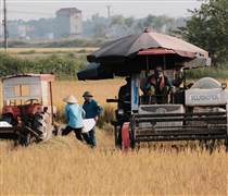 Cơ hội cho xuất khẩu gạo Việt Nam và bài học 'đắt giá' về lệ thuộc thị trường truyền thống