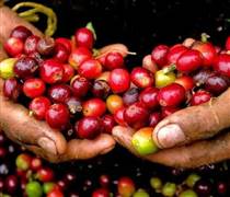 Giá cà phê ngày 3/1: Thị trường nội địa tiếp đà tăng, thế giới biến động trái chiều