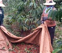 Giá cà phê tiếp tục tăng, mốc kỷ lục quay lại?