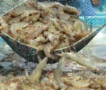 Tôm tăng giá kỷ lục, dự báo tiếp tục duy trì ở mức cao